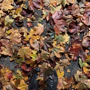 Meet your Posher, Lizz